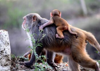 Unlocking the Benefits of Modern Parenting Techniques: A Comprehensive Guide