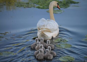Unlocking Smart Parenting Strategies for Modern Families